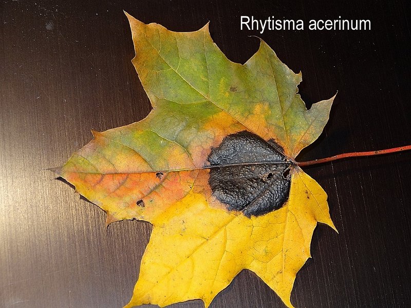 Rhytisma acerinum-amf1800.jpg